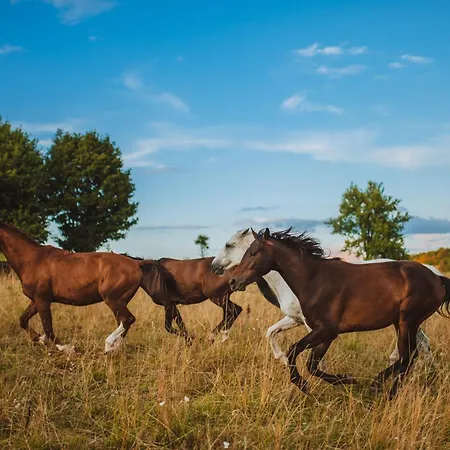 Jazdecký Areál Budička Apartmán *
