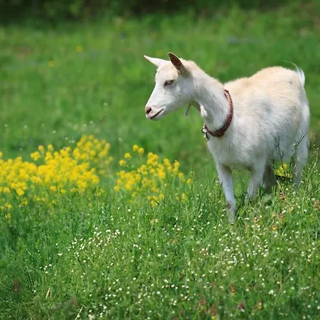 Jazdecký Areál Budička Trnie