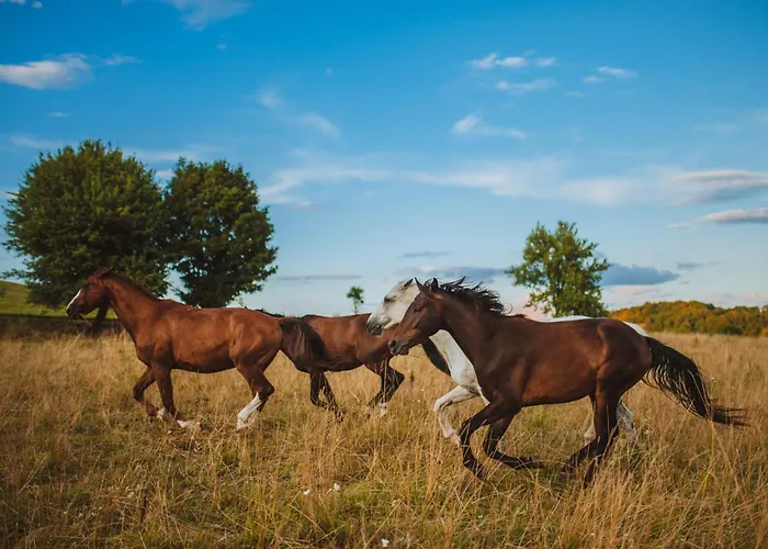 Jazdecky Areal Budicka アパート *