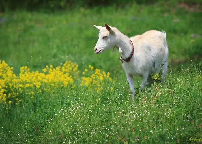 Jazdecky Areal Budicka Trnie